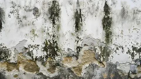Black mold streaks and peeling paint on a damp wall