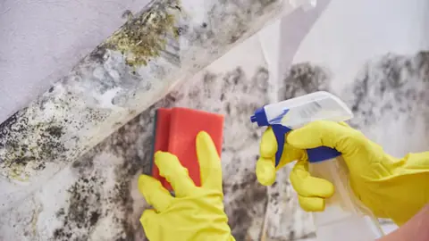 Gloved hands scrubbing mold off a wall with a sponge and spray bottle