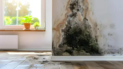 Dark mold patch and staining on a wall corner beside a window